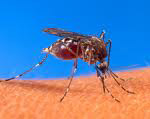 Evergreen Turf tips for avoiding mosquito infestation